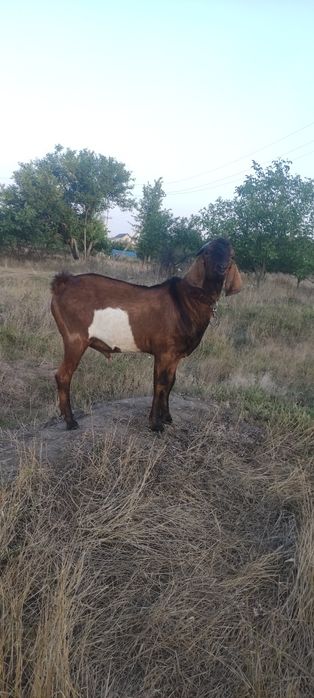 Козел нубийский покрытие коз