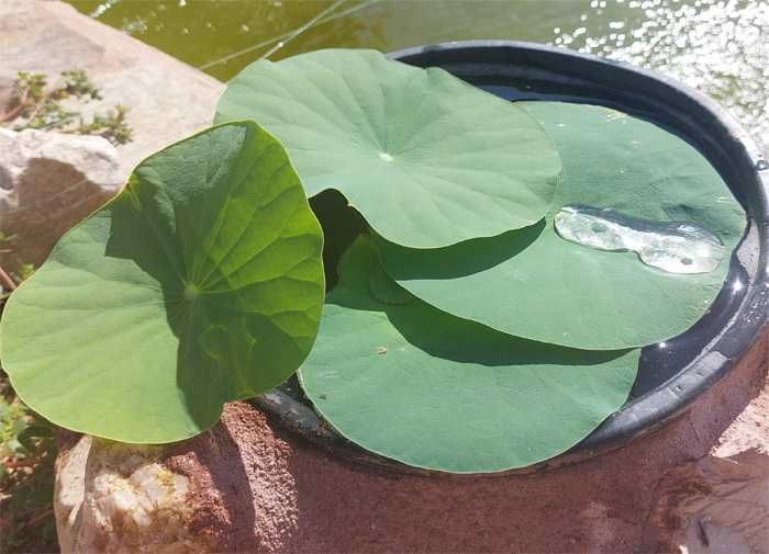 Plantas Aquáticas - Aquários / Lagos e Lagoas