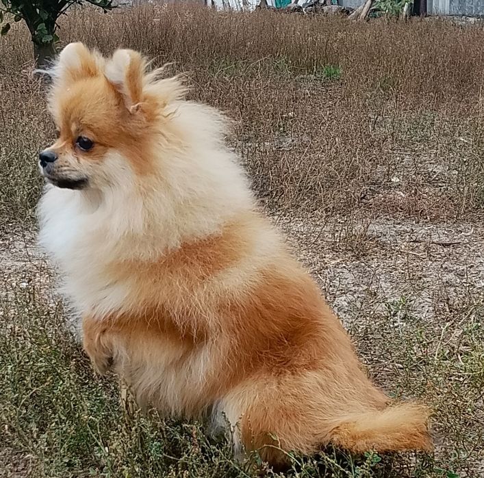 Померанский шпиц