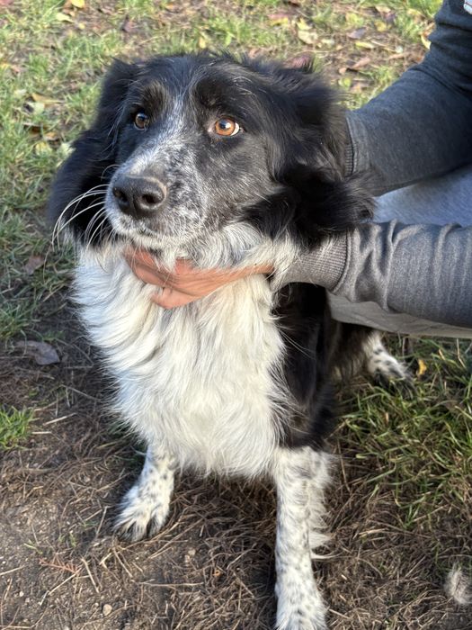 Border Collie suczka szczeniak z metryką