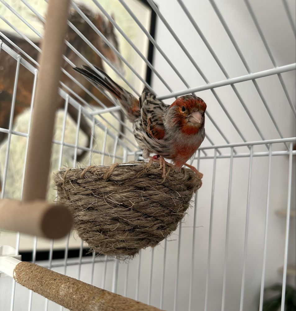 Vendo Gaiola Completa para Canários – Tudo Incluído!