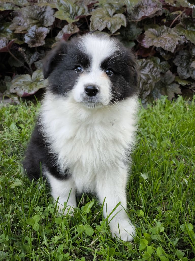 Border collie ZKWP FCI suczka