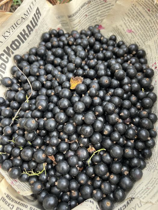 Смородина чорна, Горіх грецький,3/4 річні саджанці