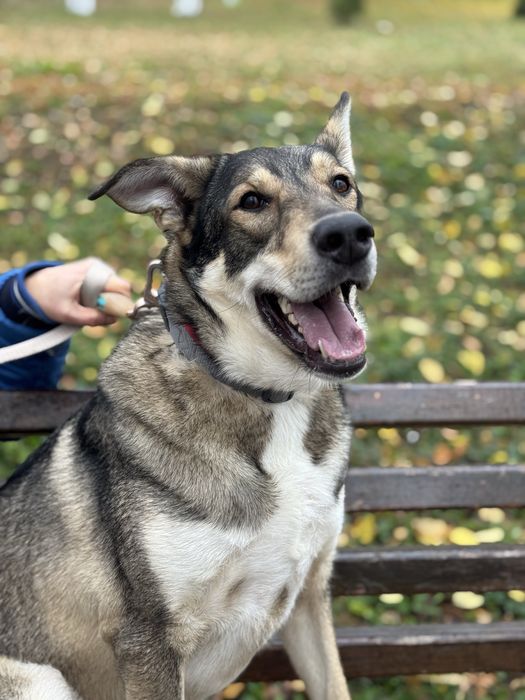 Собака з притулку рлзмір доберма