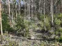 Terreno  para venda