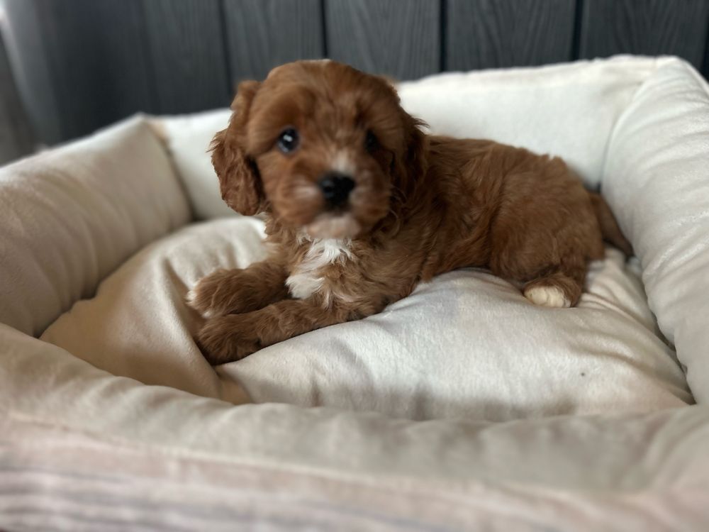Cavapoo piesek F1