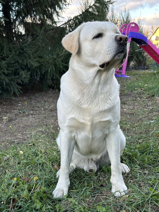 Вязка.Лабрадор 3 года с документами.