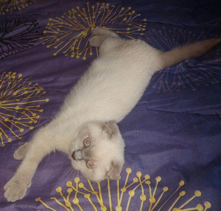 Красивая Шотландская вислоухая Девочка.