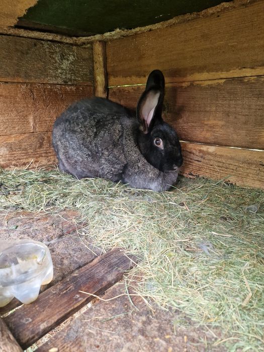 Кролики різного віку