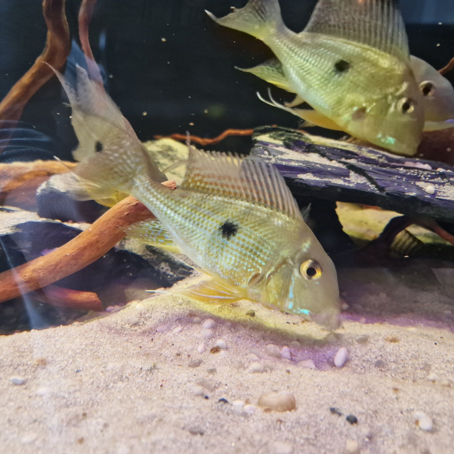 JEDYNE TAKIE W POLSCE, dobrana para Ziemiojad geophagus neambi dziki