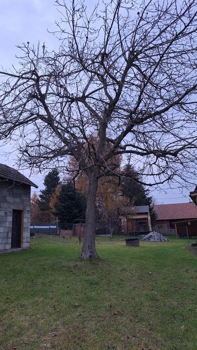 Sprzedam drewno orzecha włoskiego