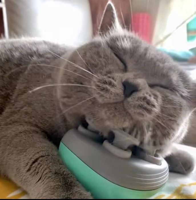 Kot Brytyjski Elektryczny Masażer Masaż głowy i pleców dla zwierząt