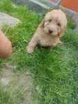 Cockapoo szczeniak już do odbioru
