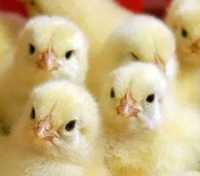 Добовий Бройлер Кобб 500, цыплята, курчата на яйце, несучки, несушки