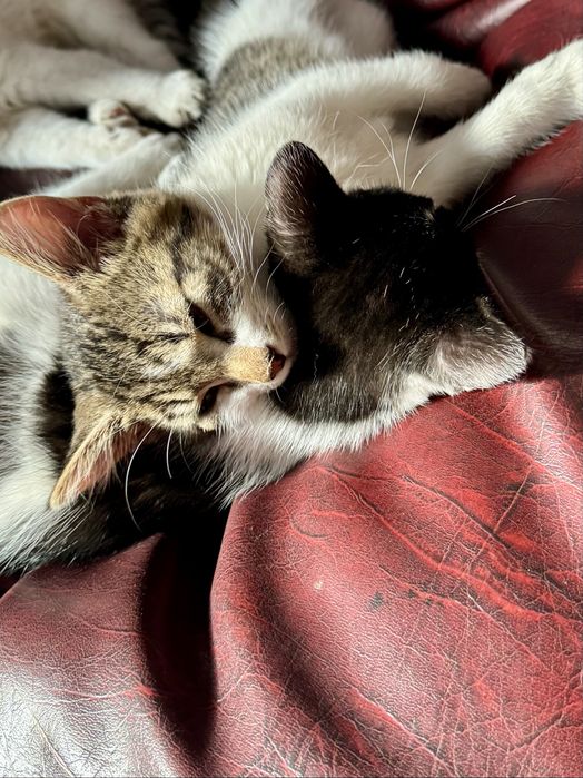 Kot kotka kotki za darmo