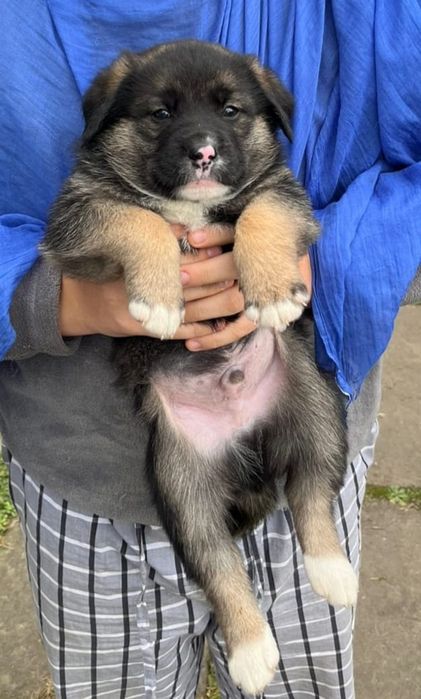 Віддам в добрі руки, цуценят