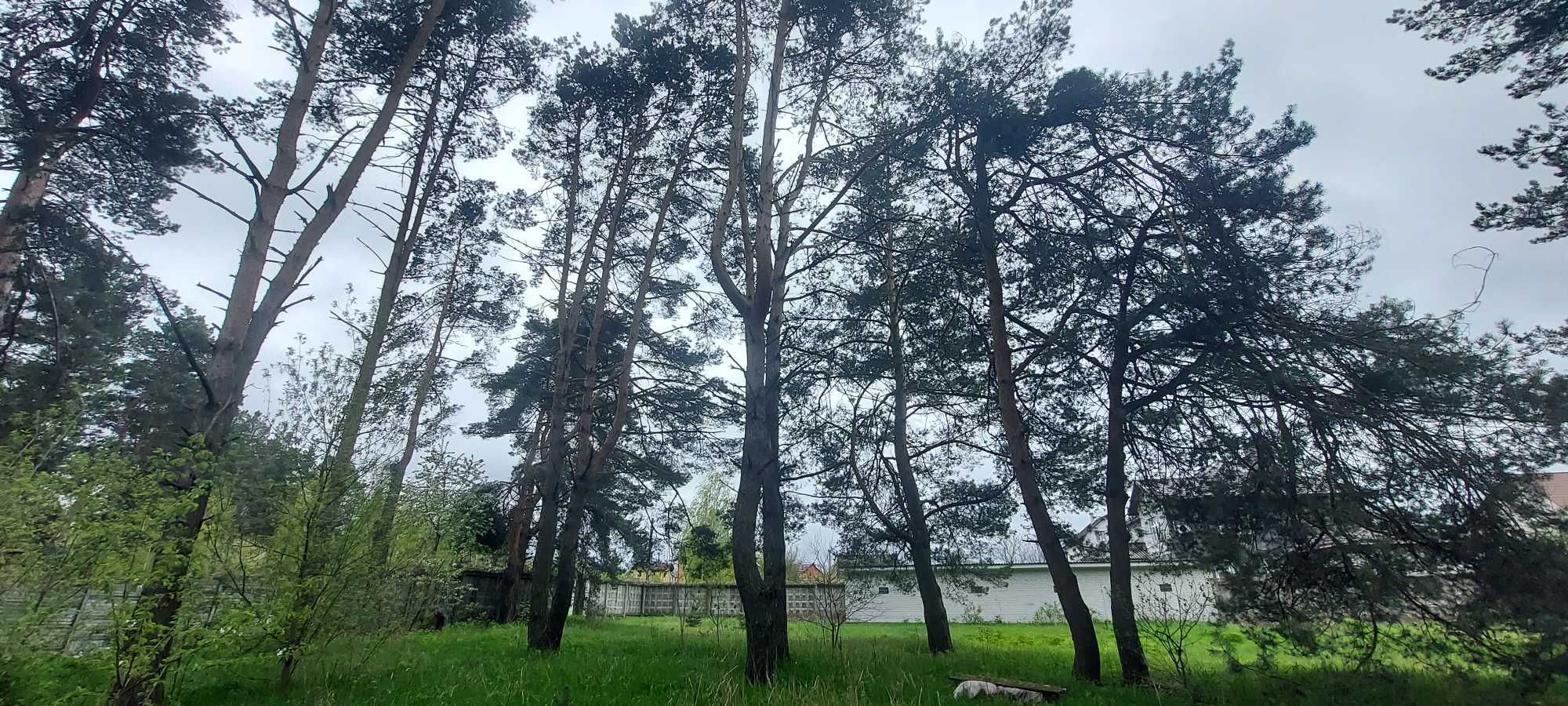 Продається З.Д.з будинком із шматочком власного соснового лісу