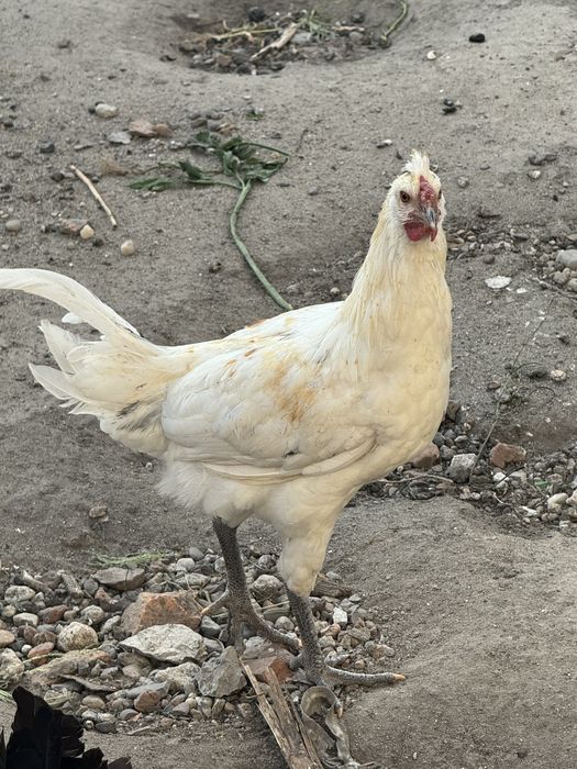 Na sprzedaz mlode kurki i koguty