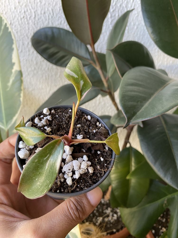 Conjunto plantas interior