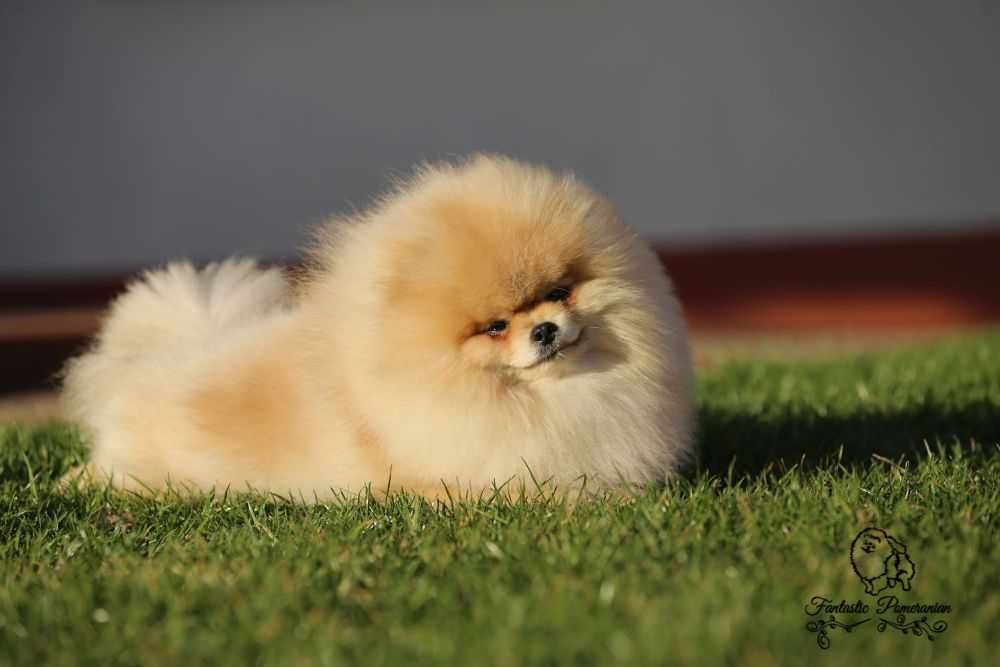 Szpic miniatyrowy pomeranian