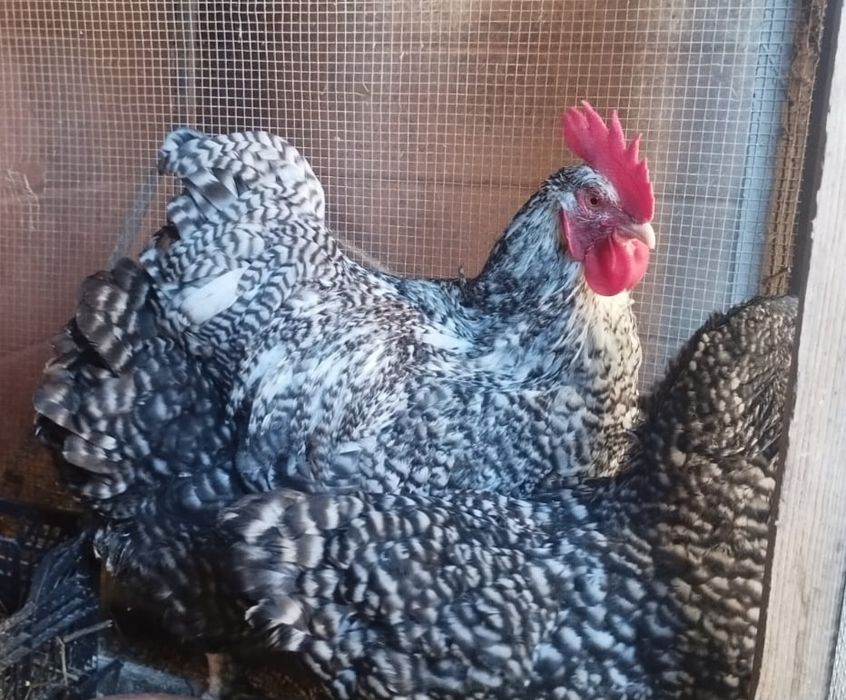Ovos galinha Malines, Azur e Brahama black