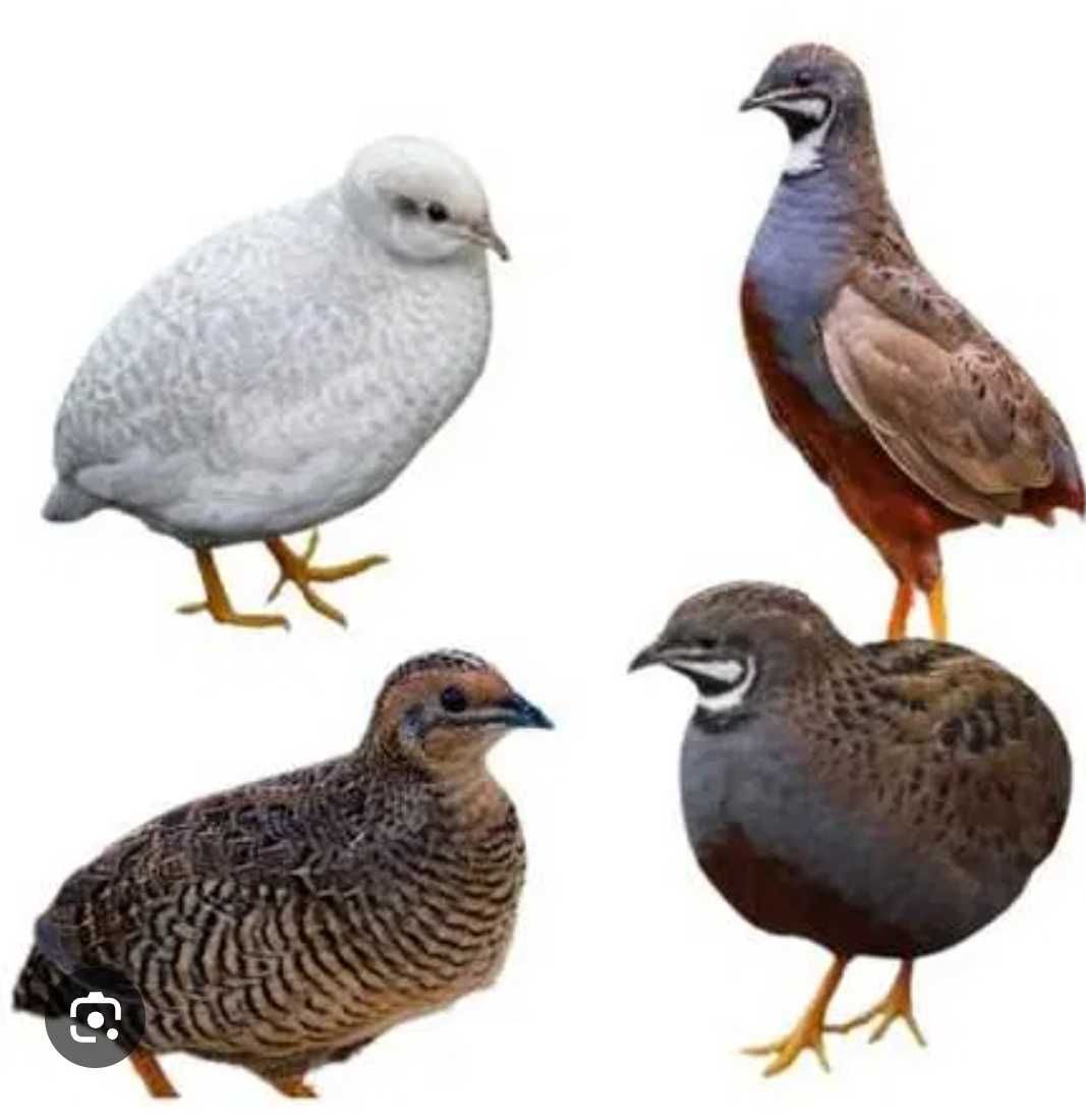 Ovos cordonizes da China anãs