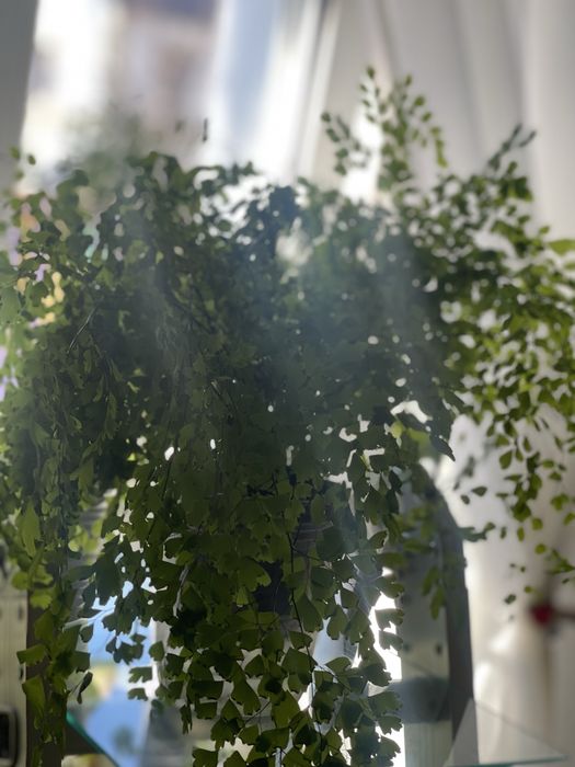 Адіантум(Венерин волос)