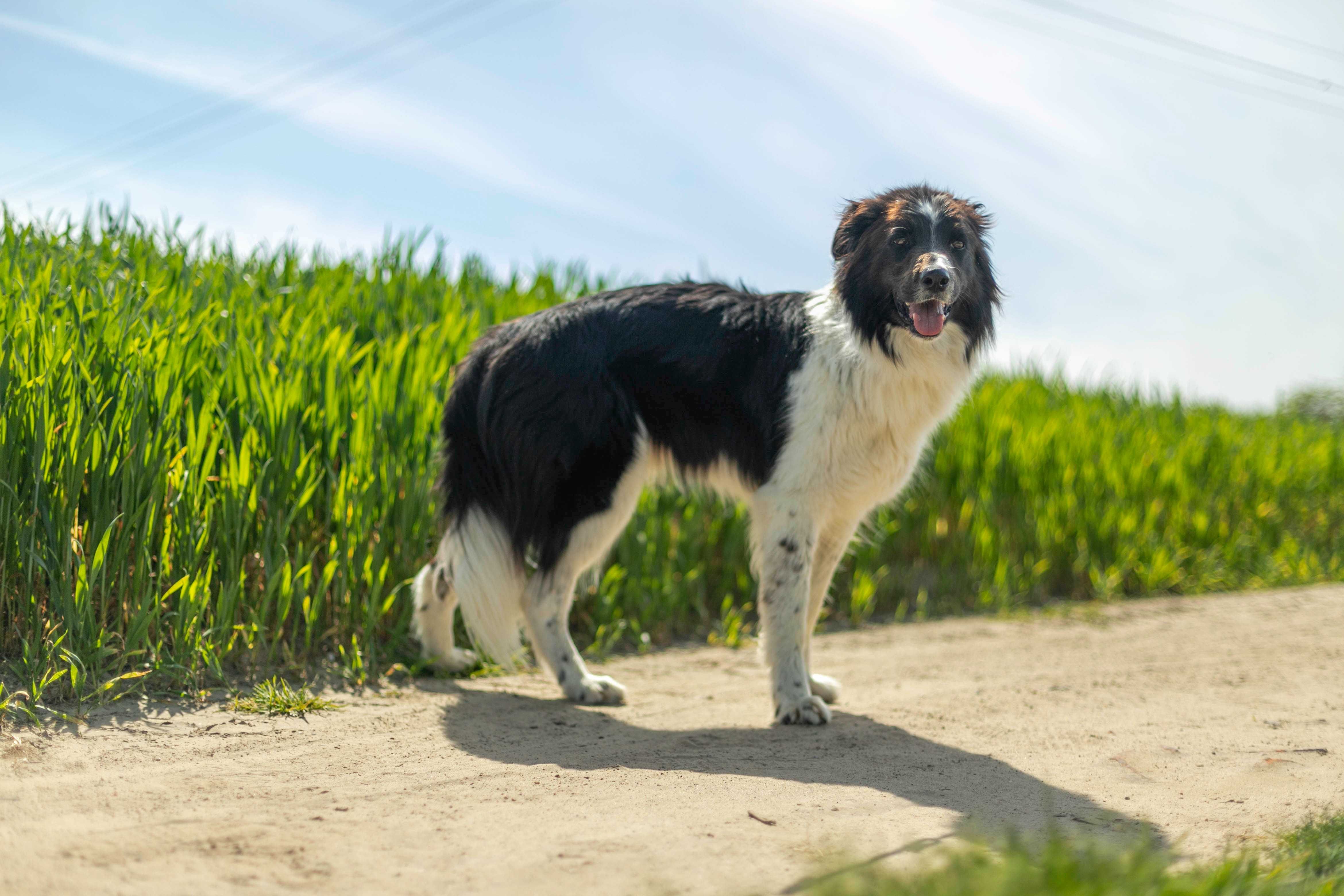 Lucky w typie Border Collie szuka domu!