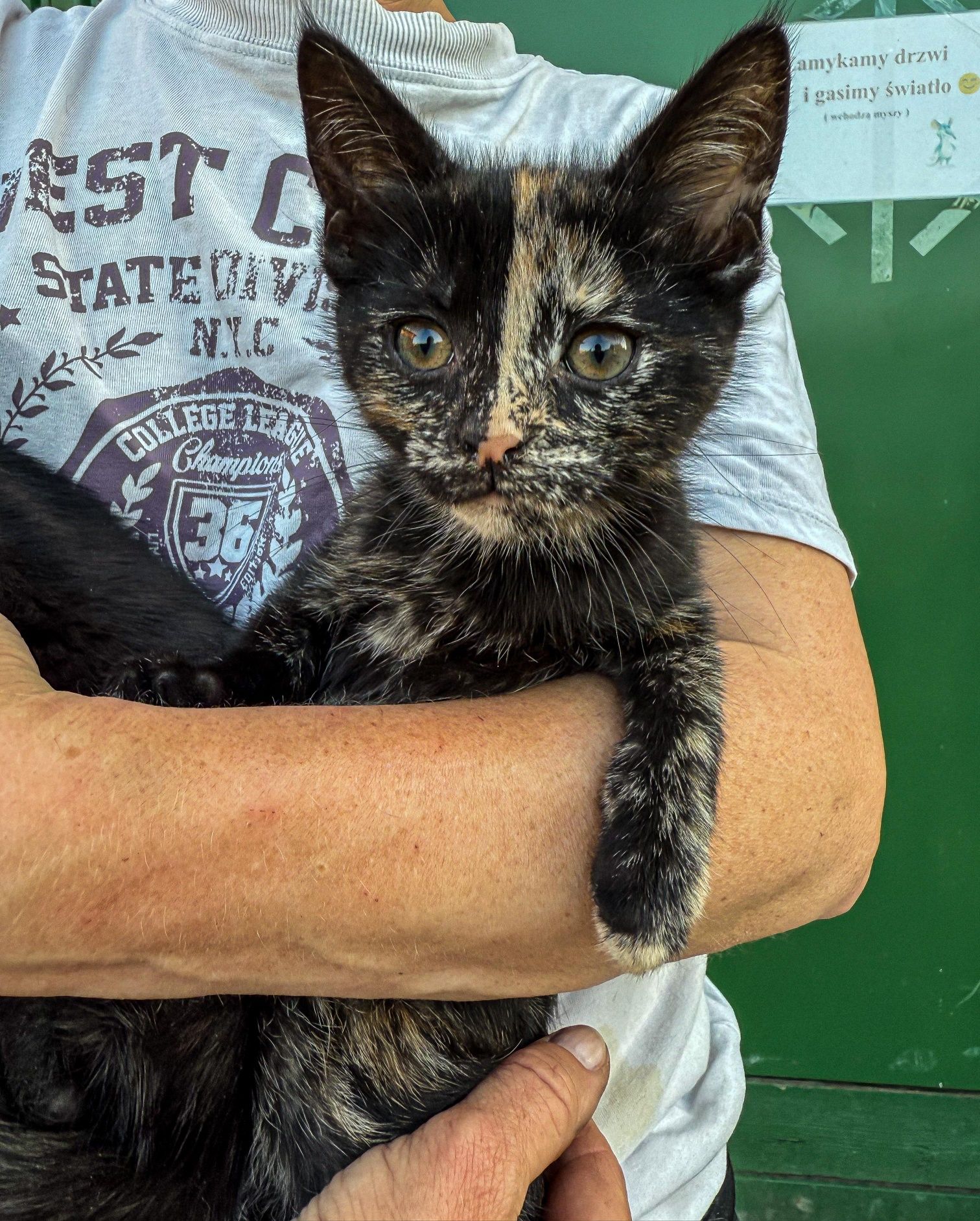 Kreska, delikatna kotka do adopcji
