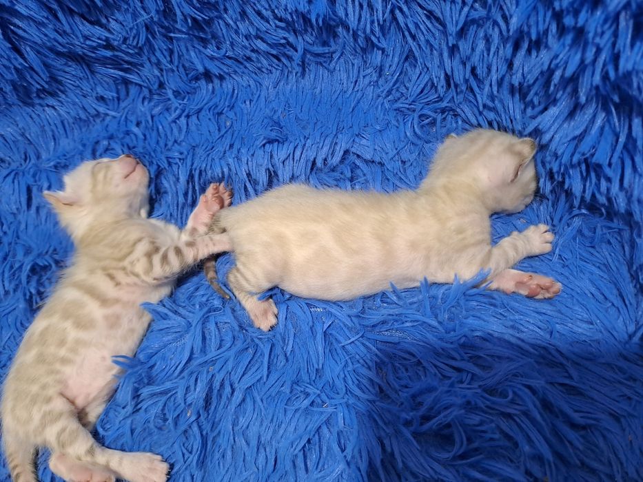 Снежные бенгальские котята кот кошка