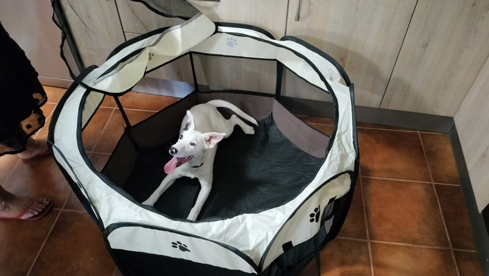 Transportadora e canil