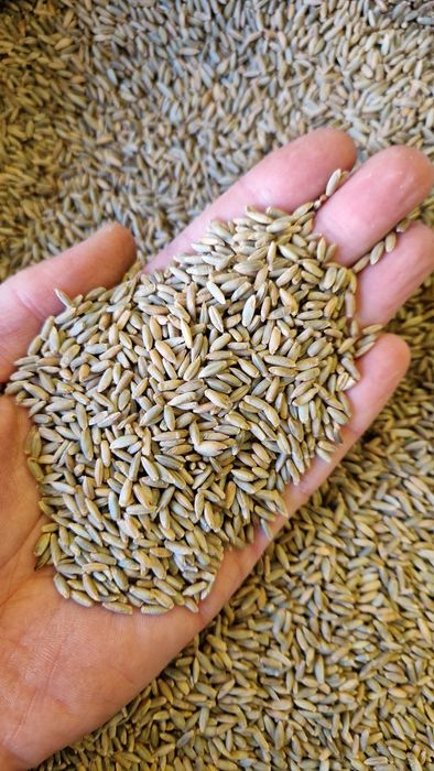 Żyto hybrydowe TUR, młynkowane. Zaprawa na mokro plus nawóz.