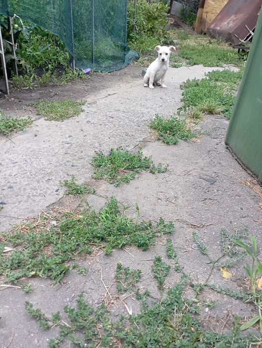 Віддам цуценят в добрі руки.