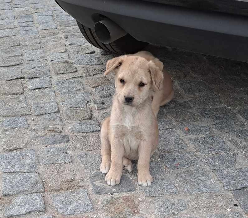 Cadela bebé para adoção
