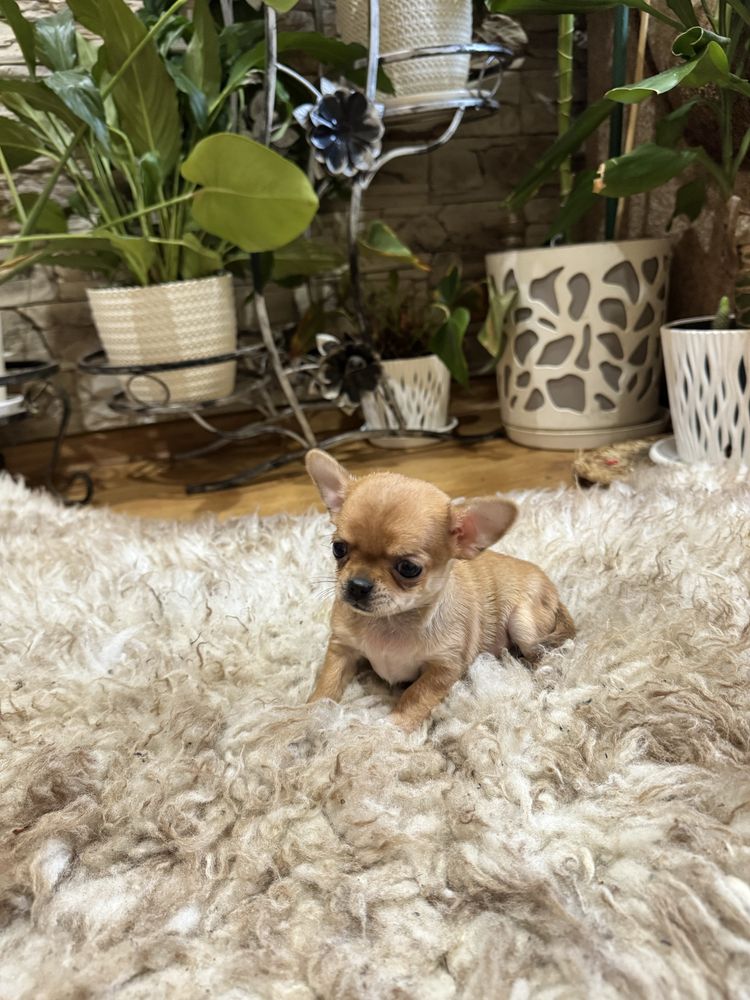 chihuahua krótkowłosy