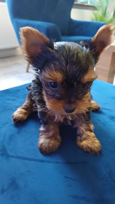Piękna suczka Yorkshire Terrier w kolorze czarno-złotym
