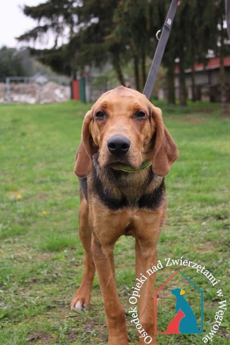 Młody piesek Gared szuka domu!