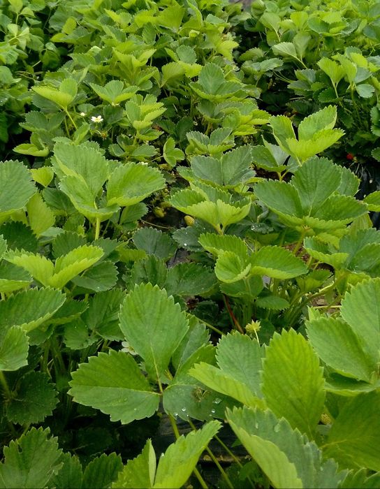 Mudas de morangueiro