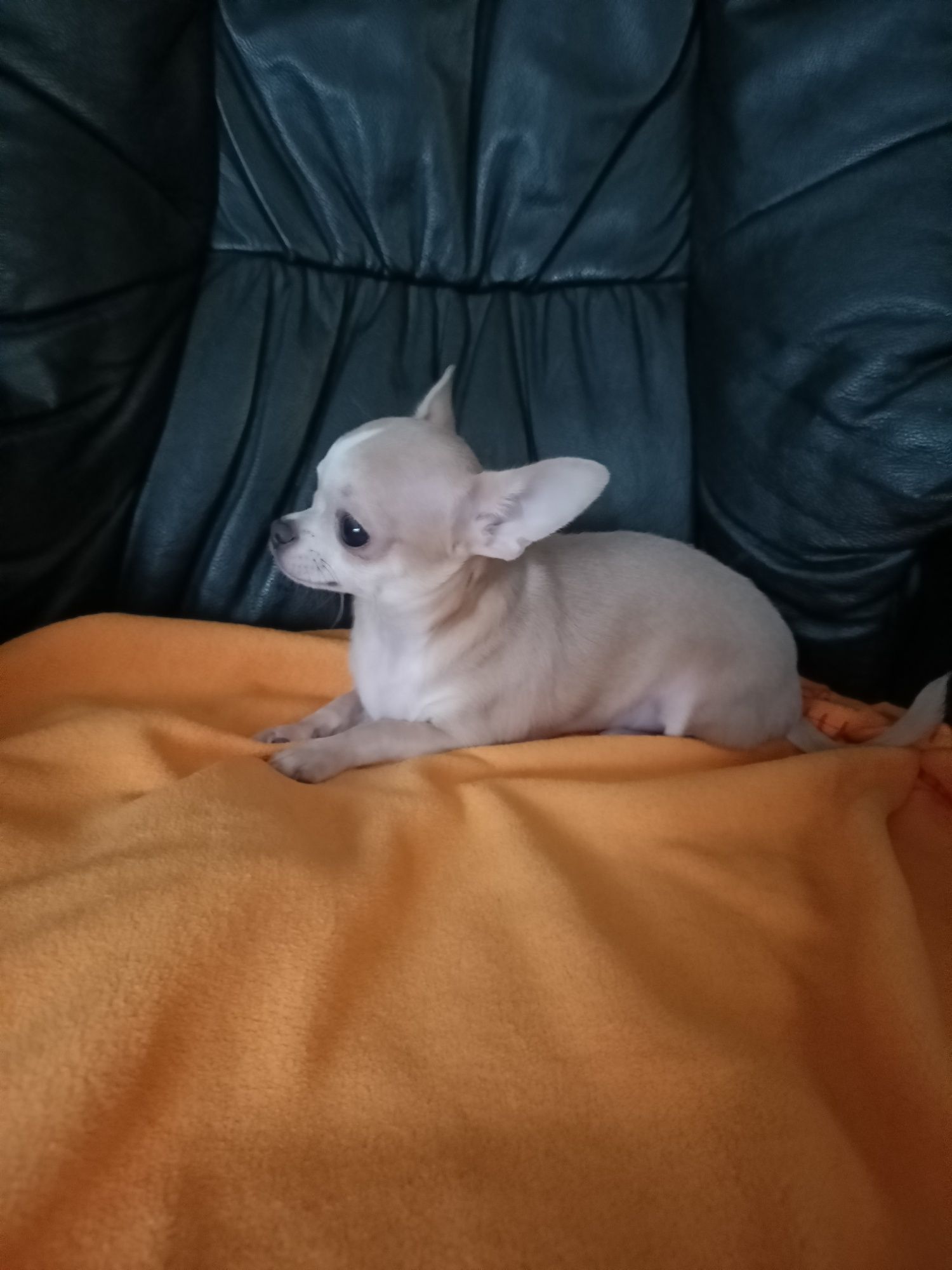 Chihuahua maleńki słodziak do odbioru