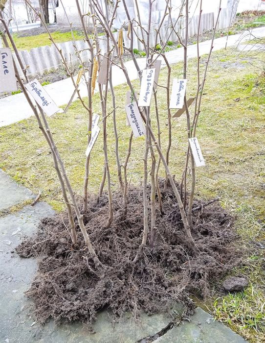 Продам саджанці та горіхи фундука