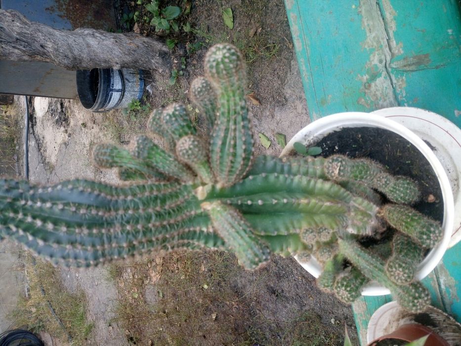 Квітка кактусів