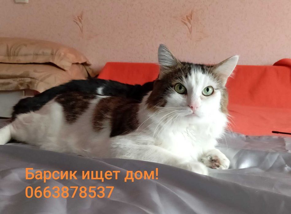 2 симпатичных котика, которые потеряли хозяина, ищут дом!