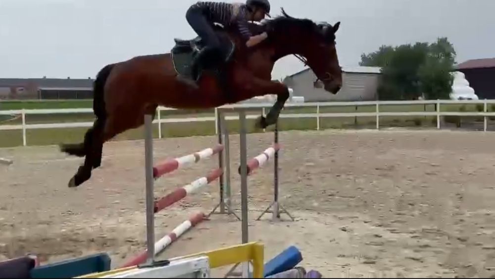 Oldenbusra klacz z bardzo dobrym rodowodem