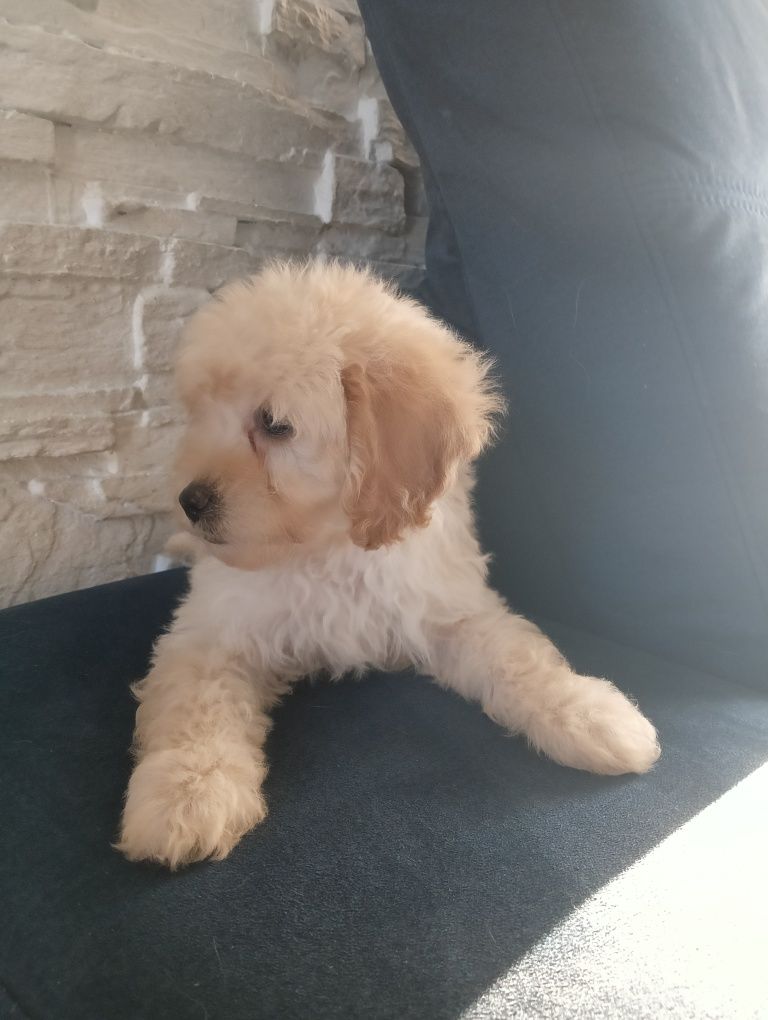 Mini Labradoodle szczeniak F 1 b