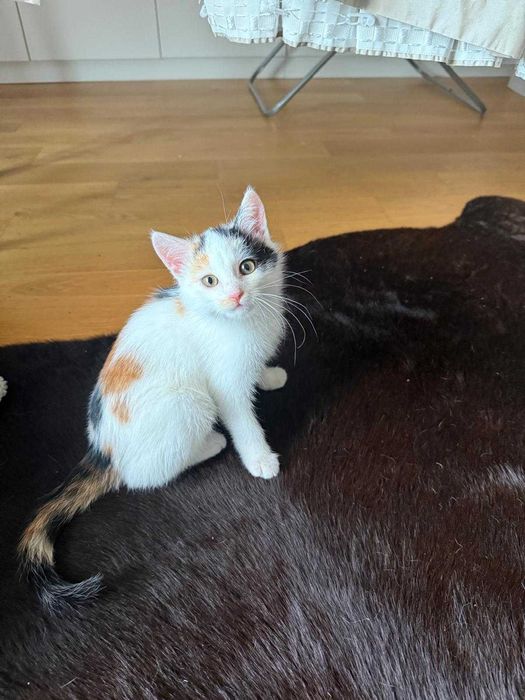 Uroczy malutki kotek szuka kochającego domu!