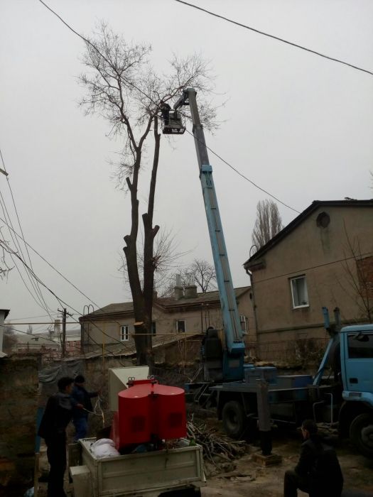 Альпинисты , услуги по обрезке деревьев в Одессе,спилить дерево цена