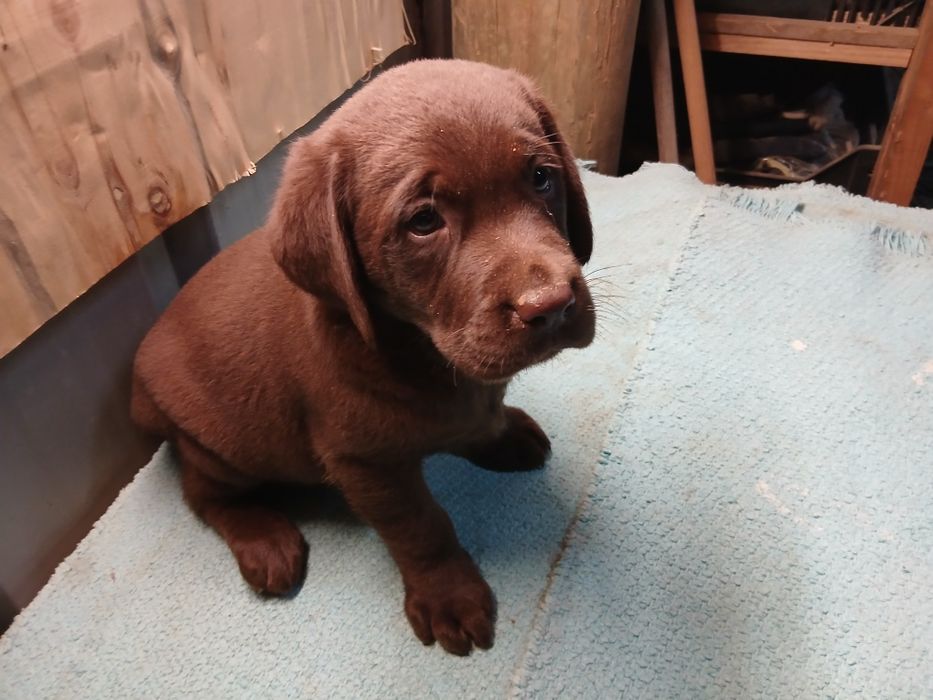 Labrador retriever macho