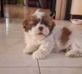 Śliczny piesek shih tzu