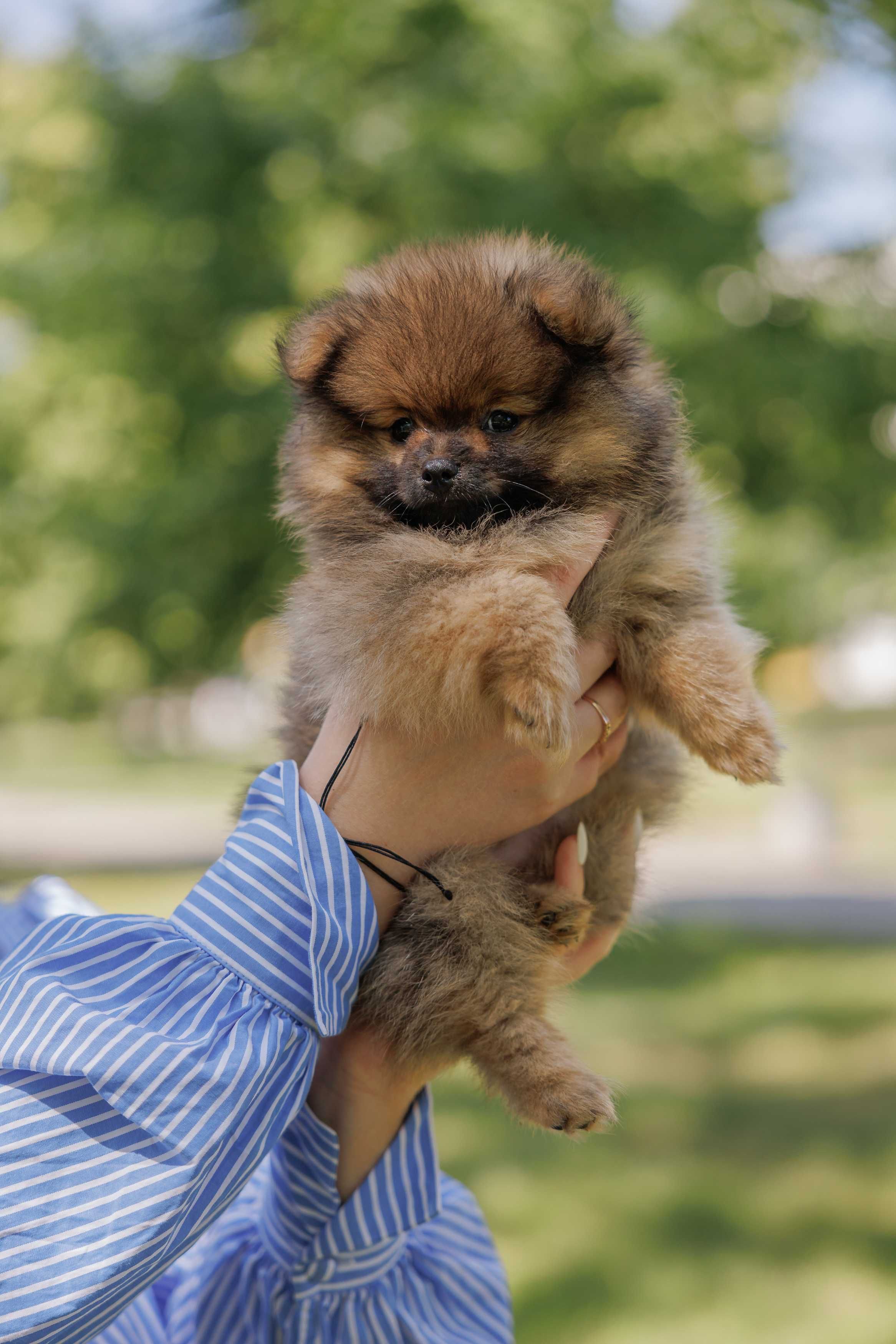 Szczeniak Pomeranian Szpic Miniaturowy FCI/ZKwP