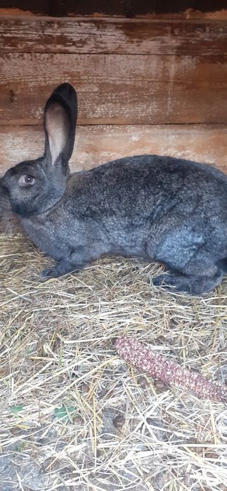 Króliki samce i samiczk na sprzedaż i
